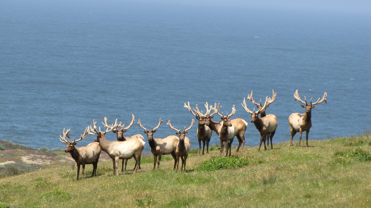 A group of tule elk on a green hillside overlooking the Pacific Ocean at Point Reyes.