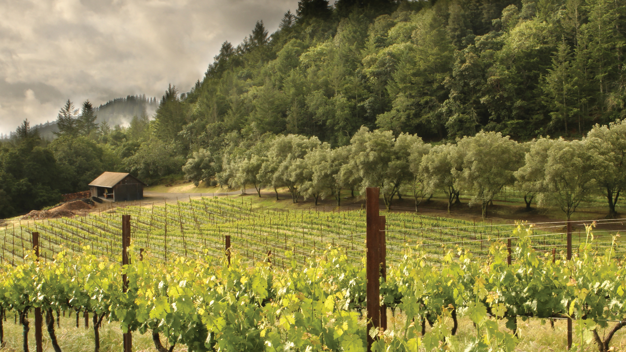 Vineyard rows beside a wooded hillside at Schramsberg Vineyards.